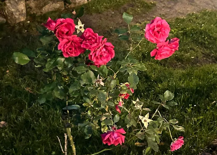 Chez Pierrot Bed & Breakfast Vivario (Corsica)